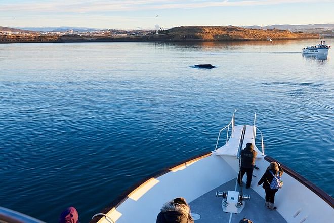 Reykjavik Luxury Yacht Whale Watching Adventure