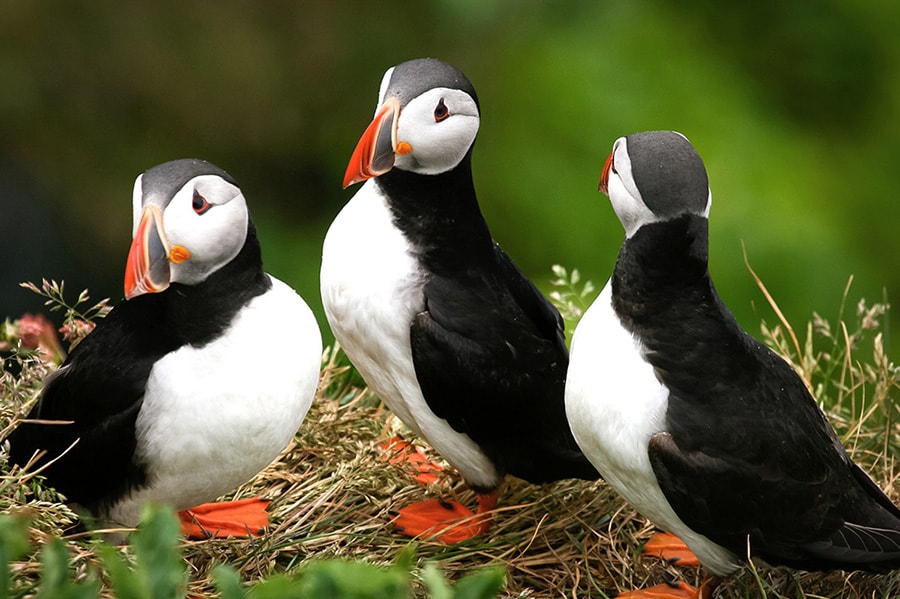 Reykjavik Bay Sailing and Puffin Watching Adventure