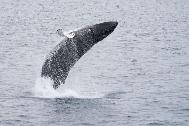 Reykjavik Luxury Yacht Whale Watching Adventure