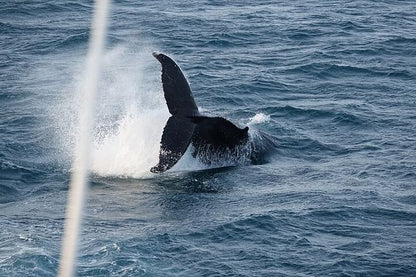 Arctic Rose Whale Watching Adventure in Reykjavík Bay