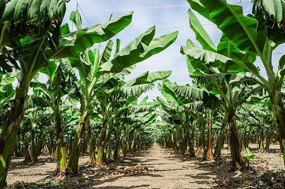 Coastal Adventure from Puerto Limon: Discovering Cahuita National Park and Banana Plantation