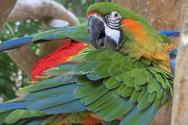 Exclusive Brazilian Adventure: Itaipu Dam Exploration, Bird Park Discovery, and Iguassu Falls Experience