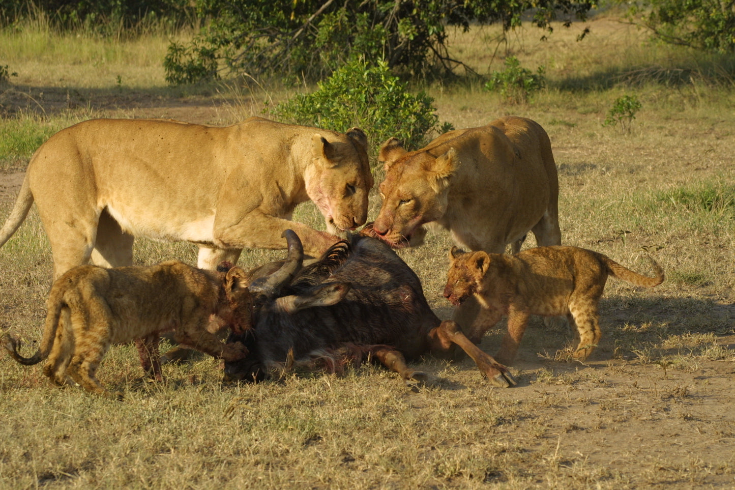 Ultimate 9-Day Kenya Safari: The Perfect Romantic Honeymoon Adventure