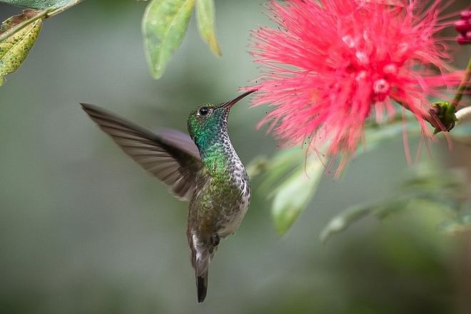 Exclusive Brazilian Adventure: Itaipu Dam Exploration, Bird Park Discovery, and Iguassu Falls Experience