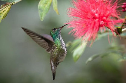 Exclusive Brazilian Adventure: Itaipu Dam Exploration, Bird Park Discovery, and Iguassu Falls Experience