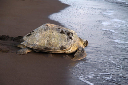 Explore the Best of Costa Rica: Unveiling the Marvels of Manuel Antonio National Park