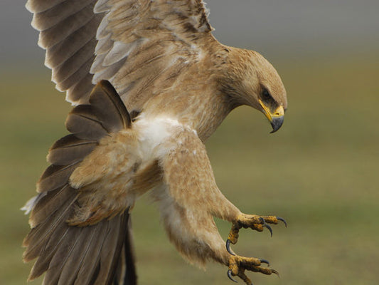 Explore Ethiopia: Unique Birdwatching Tour for Endemic Species