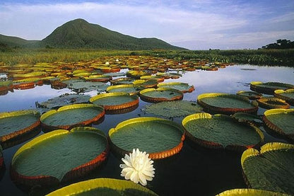 Discover the Magic of the Pantanal: 5-Day Northern Pantanal Exploration Adventure