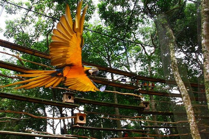 Discover Iguassu Falls: Brazilian Side Adventure with Exclusive Bird Park Tour and IGU Airport Transfer