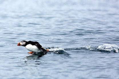 Reykjavik Bay Sailing and Puffin Watching Adventure