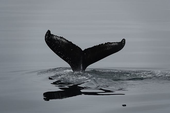 Arctic Rose Whale Watching Adventure in Reykjavík Bay