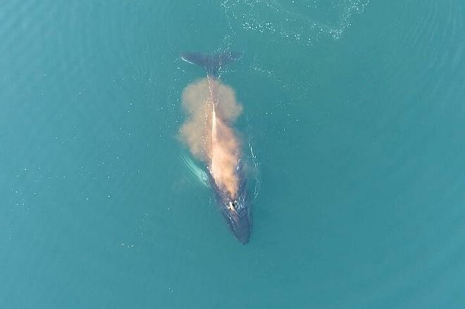 Reykjavik Luxury Yacht Whale Watching Adventure