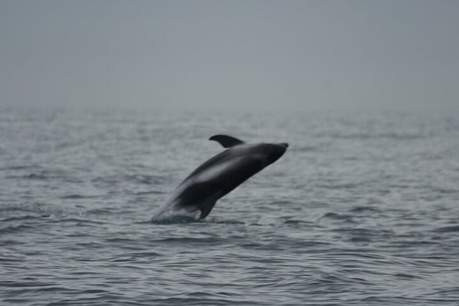 Arctic Rose Whale Watching Adventure in Reykjavík Bay