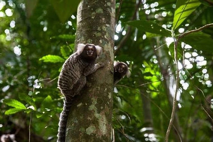 Discover Jaraguá Park: Memorable Eco Hike Amidst São Paulo's Vibrant Rainforest Scenery