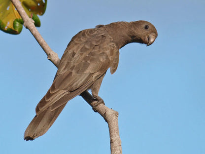 Explore Ethiopia: Unique Birdwatching Tour for Endemic Species