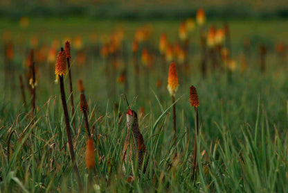 Discover the Bale Mountains: 4-Day Trekking Journey through a National Park