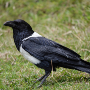 Explore Ethiopia: Unique Birdwatching Tour for Endemic Species