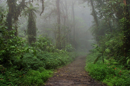 Experience the Essence of Pura Vida: A Costa Rican Adventure