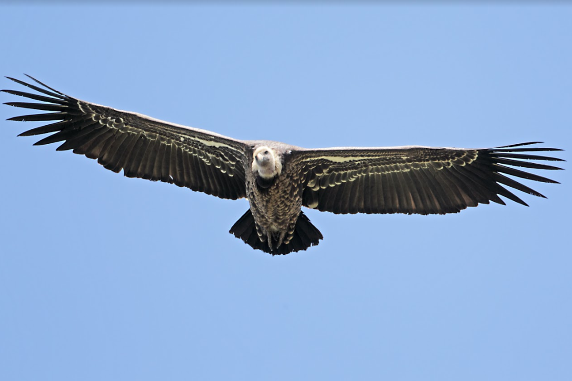 Explore Ethiopia: Unique Birdwatching Tour for Endemic Species