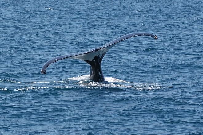 Reykjavik Bay Speedboat Excursion: The Ultimate Whale Watching Adventure in Iceland