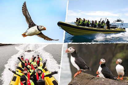 Puffin Watching Speedboat Adventure from Reykjavik Center