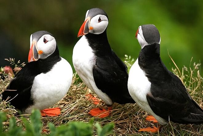 Puffin Watching Speedboat Adventure from Reykjavik Center