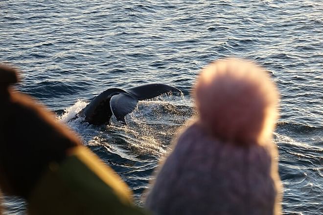 Arctic Rose Whale Watching Adventure in Reykjavík Bay