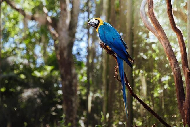 Exclusive Gran Meliá Iguazú Tour: Discover Iguassu Falls from Brazil, Explore the Bird Park and Embark on the Macuco Safari