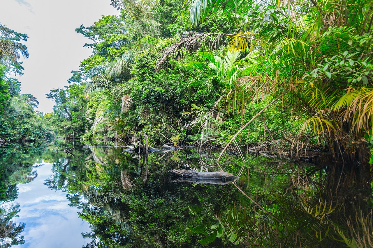 Enchanted Costa Rican Forest Exploration