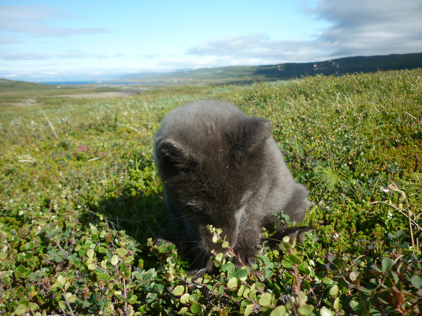 Wildlife Exploration Adventure: A Journey into the Backcountry