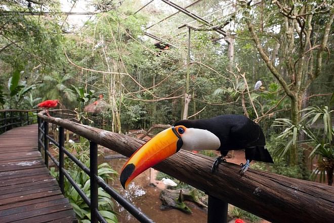 Exclusive Iguassu Falls Brazilian Side and Bird Park Adventure from Puerto Iguazú Accommodations