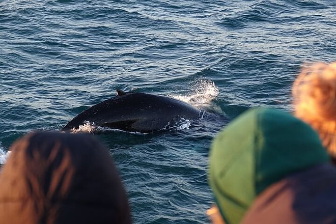 Arctic Rose Whale Watching Adventure in Reykjavík Bay