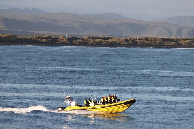 Puffin Watching Speedboat Adventure from Reykjavik Center