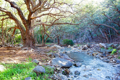 Discover the Enchanting Waterfalls and Lush Forests of Costa Rica