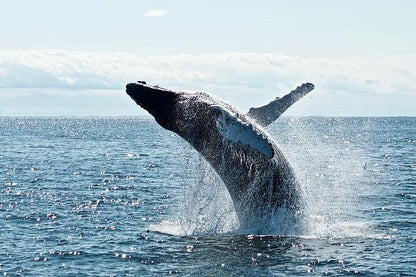 Reykjavik Luxury Yacht Whale Watching Adventure