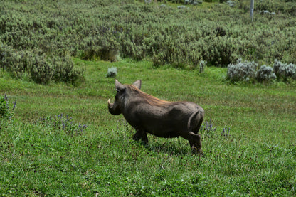 Discover the Bale Mountains: 4-Day Trekking Journey through a National Park