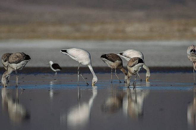 Explore the Magical Uyuni Salt Flats: 4-Day Adventure from San Pedro de Atacama