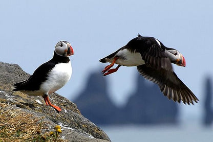 Puffin Watching Speedboat Adventure from Reykjavik Center