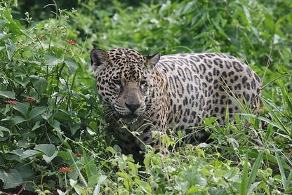 Six-Day North Pantanal Adventure: In Search of the Jaguar