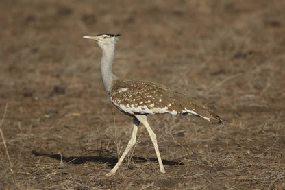 Explore Ethiopia: Unique Birdwatching Tour for Endemic Species