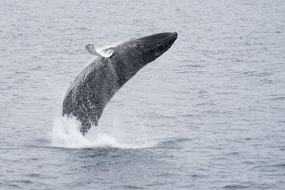 Reykjavik Bay Speedboat Excursion: The Ultimate Whale Watching Adventure in Iceland