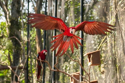 Discover Iguassu Falls: Brazilian Side Adventure with Exclusive Bird Park Tour and IGU Airport Transfer