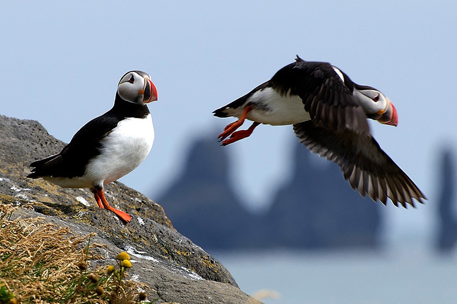 Reykjavik Bay Sailing and Puffin Watching Adventure