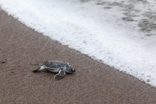 Explore Costa Rica's Stunning Landscapes: A Unforgettable Adventure Experience