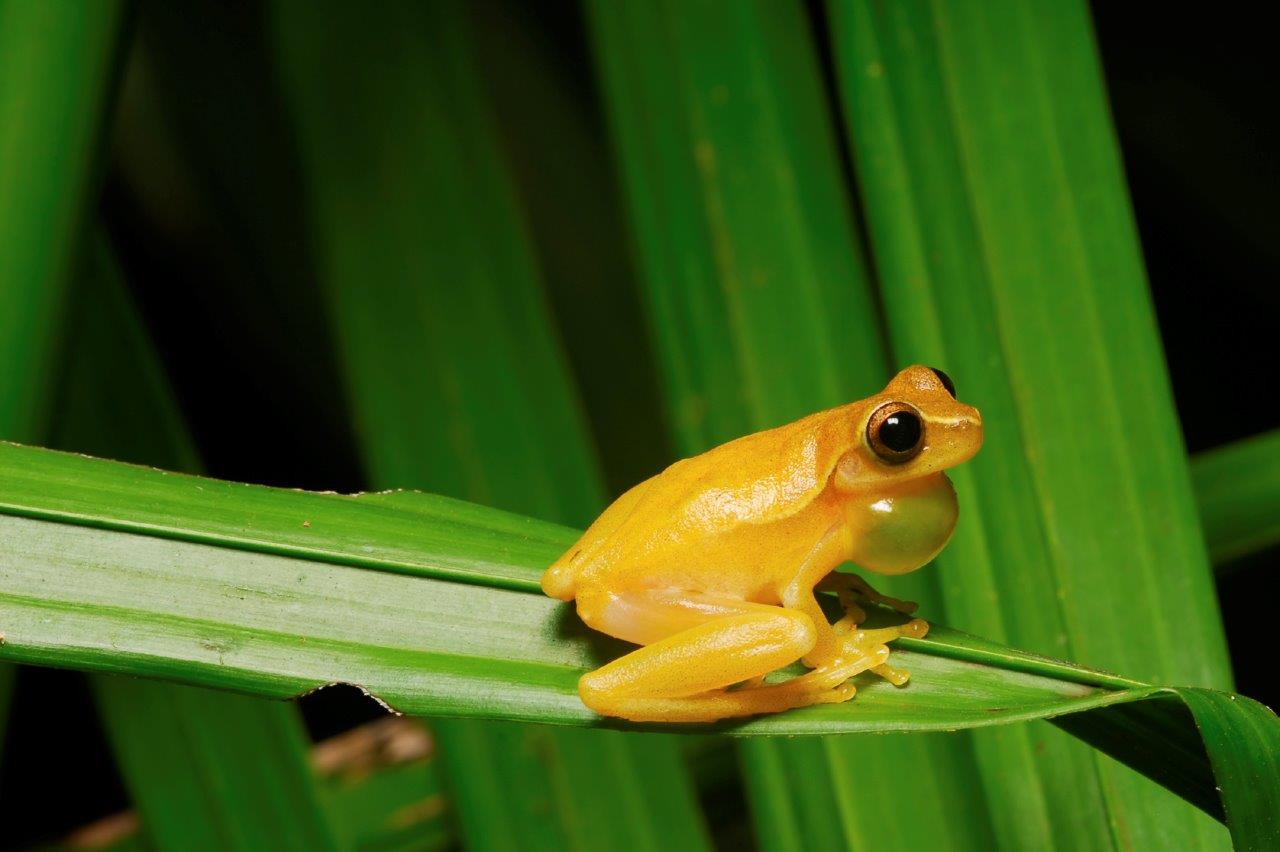 Monteverde Cloudforest Discovery: A Quick Getaway Experience