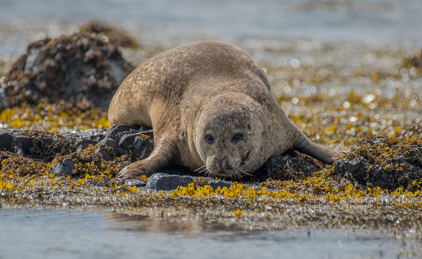 Snæfellsnes Peninsula Private Tour with Complimentary Photo Package