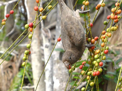 Explore Ethiopia: Unique Birdwatching Tour for Endemic Species