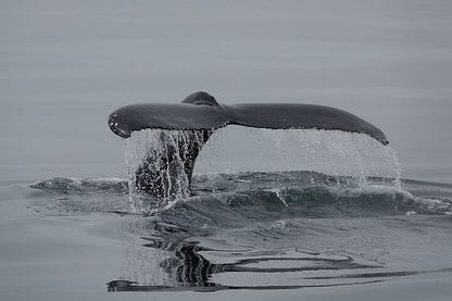 Arctic Rose Whale Watching Adventure in Reykjavík Bay