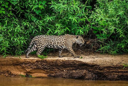 Six-Day North Pantanal Adventure: In Search of the Jaguar