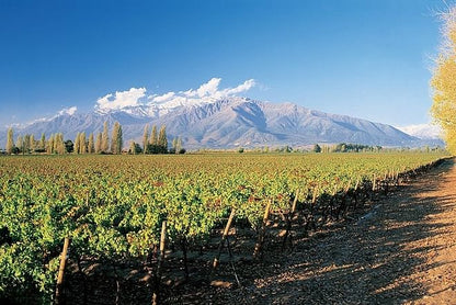 Exclusive Seven-Day Wine Tour through Chile and Argentina's Premier Vineyards